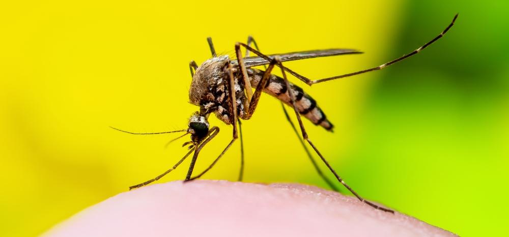 West Nile Virus, come proteggersi dalla puntura di zanzara